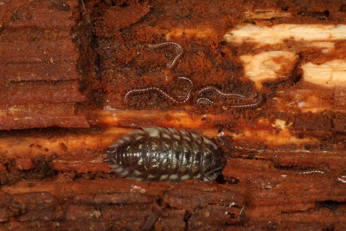 Alan Watson Featherstone tweet media