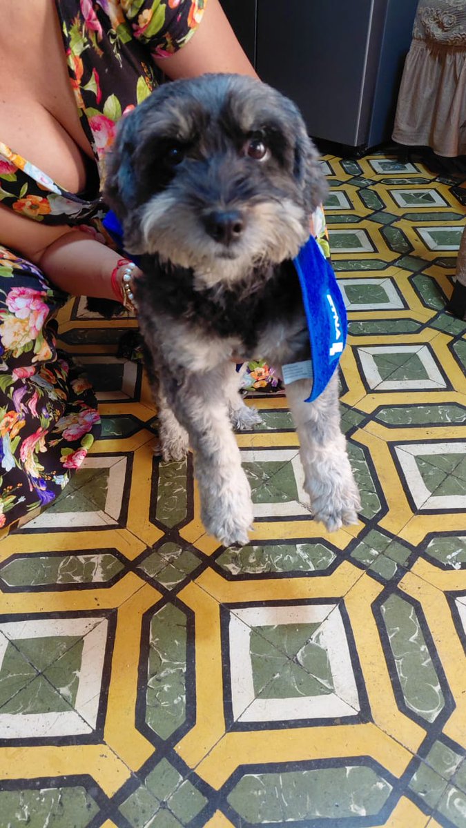 #Urgente
Vecino de Jesús María encontró a este perrito aparentemente perdido en la Av. Del Ejercicio (Miraflores). Estaba desorientado y casi lo atropellan. 
El vecino se llama Beto Aparicio (992920966)
El ya tiene 2 perros y no lo puede tener
Ayudemos a encontrar a su familia.