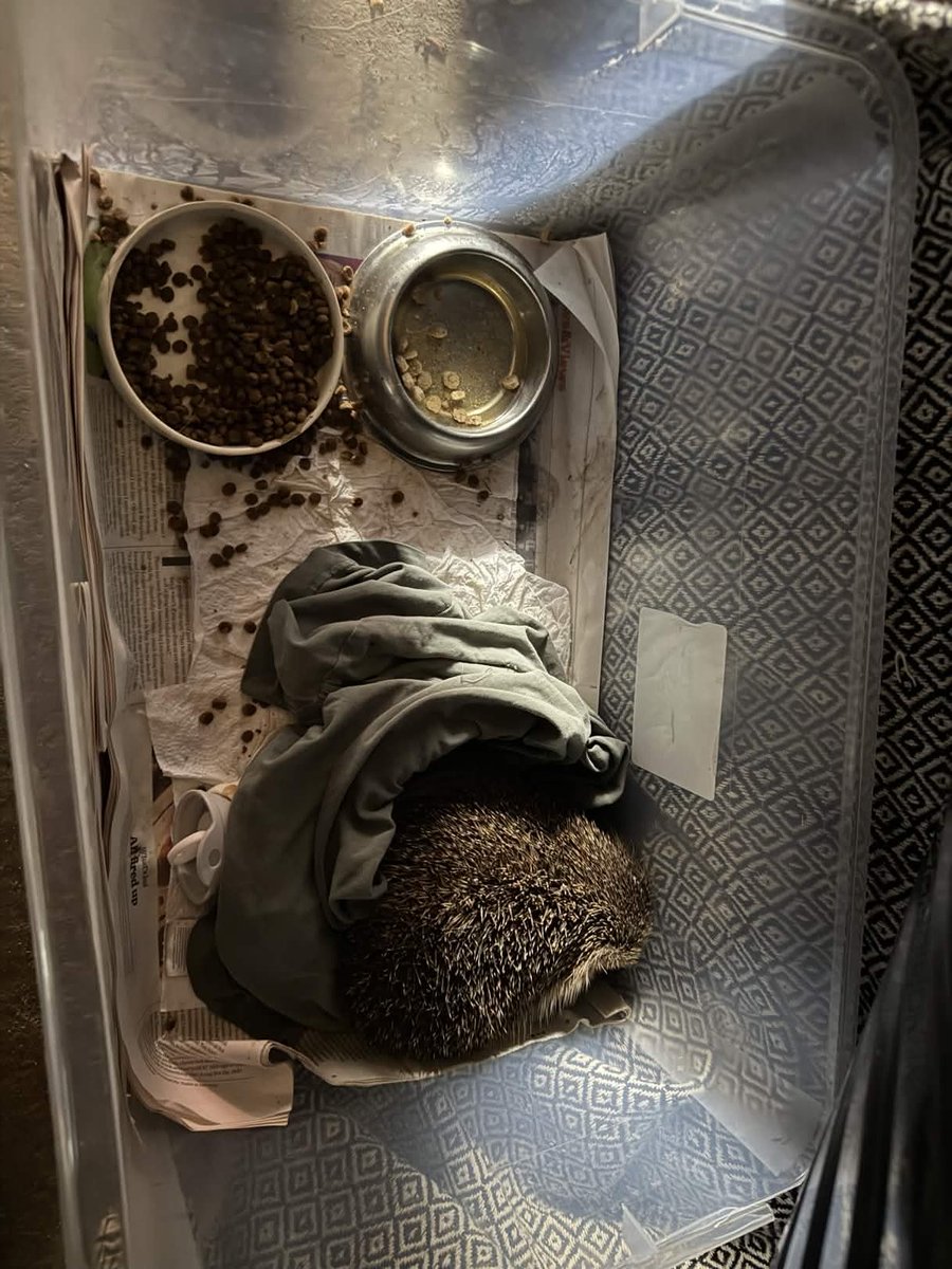 DTPlc 🇮🇱 tweet media