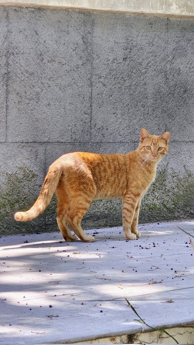 Gatitos chapultepecas de viernes.