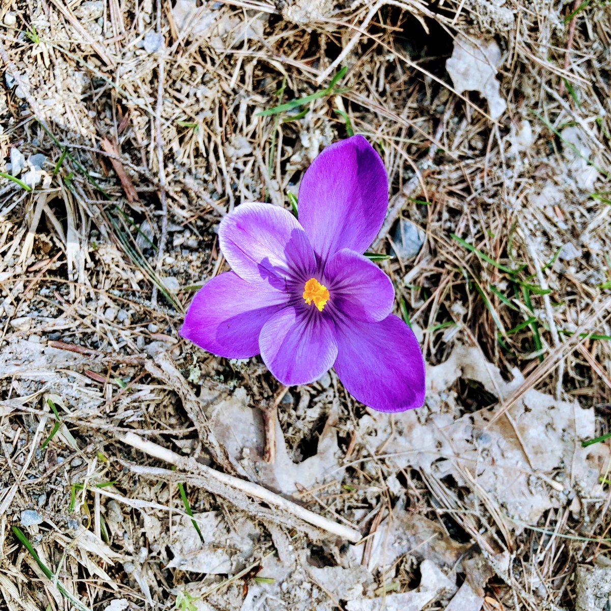 MaineFeatures's tweet photo. It’s not only the first day of spring, but also my cancer-free anniversary! I'm grateful for the gift of unexpected time which has allowed me to meet so many of you as I continue on this journey to every town in the state of Maine. Thank you for being here. https://t.co/jXinnqK4l3