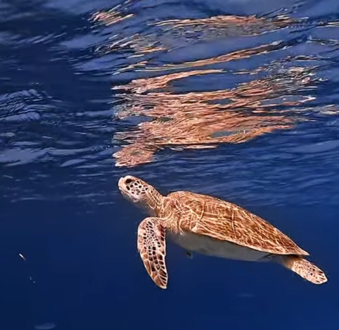 🙋🏻♂️ ✈️ 🏝️ tweet media