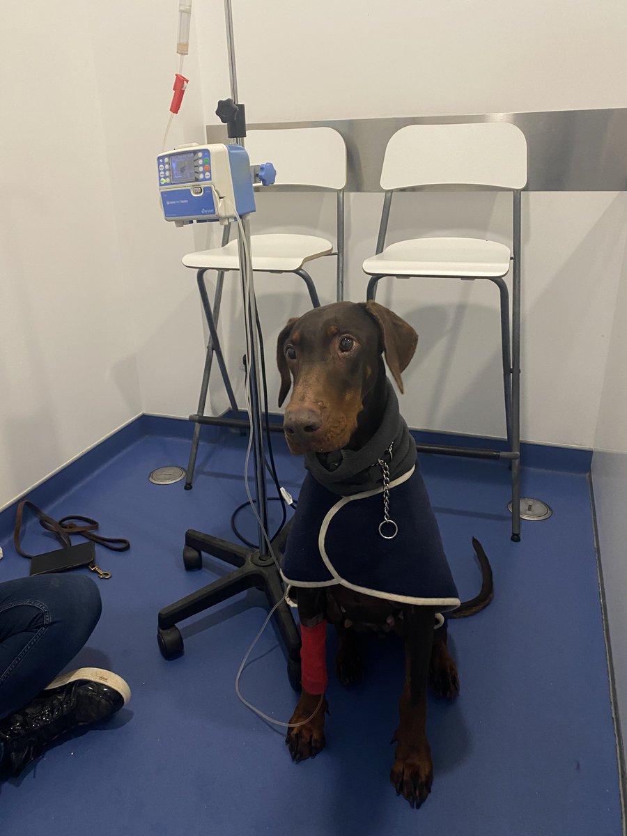 TheDobermanGuy tweet media