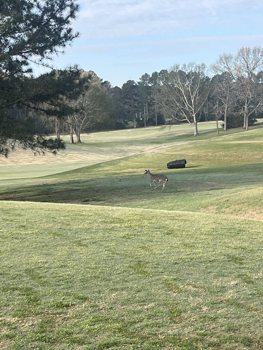 BamaGoose 🦢 tweet media