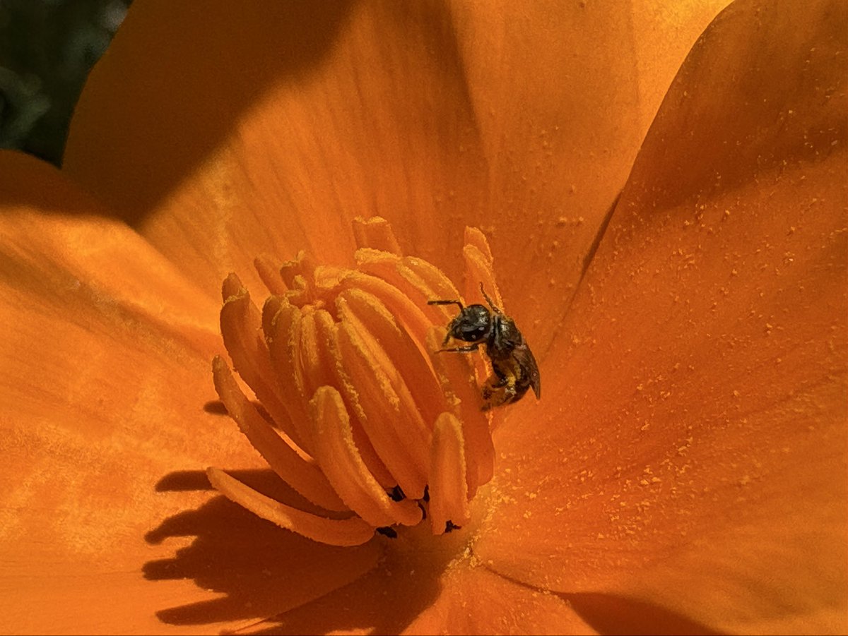 Hella Bee Nerd tweet media