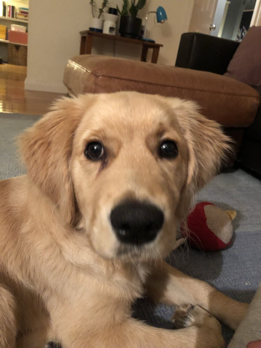 Cal Macleod tweet media