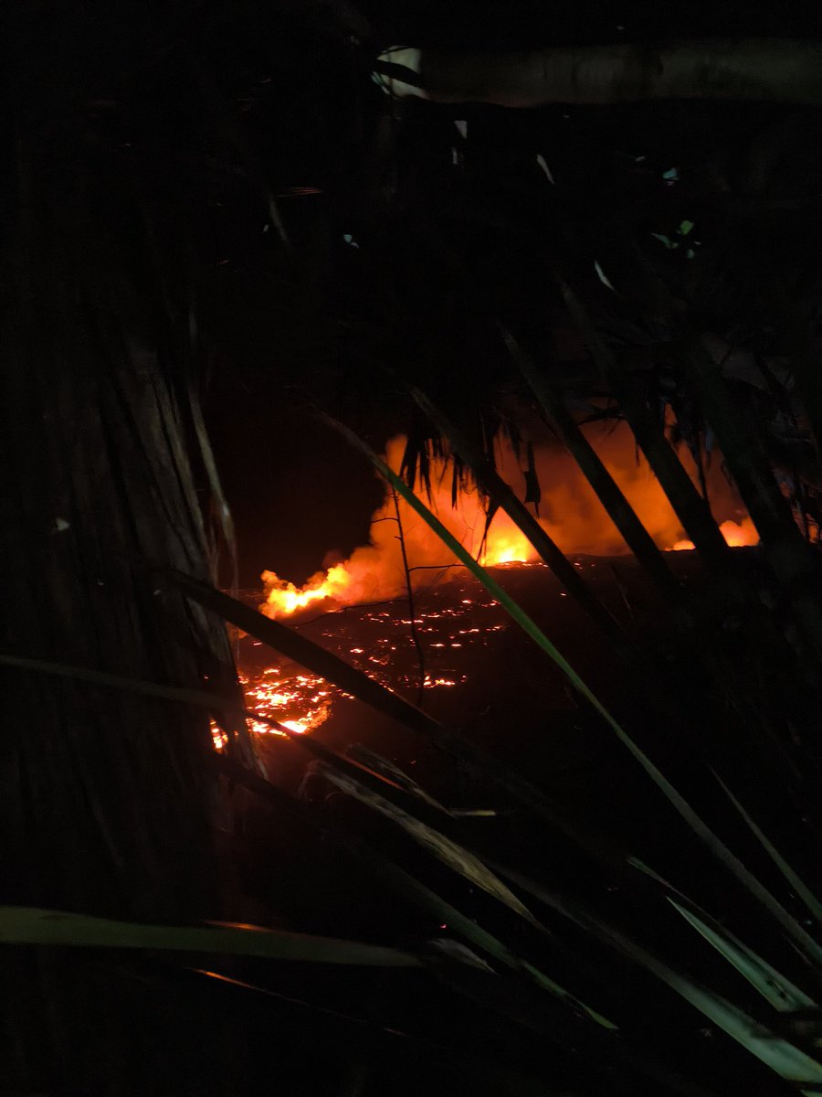 🇷🇪 🐝 tweet media