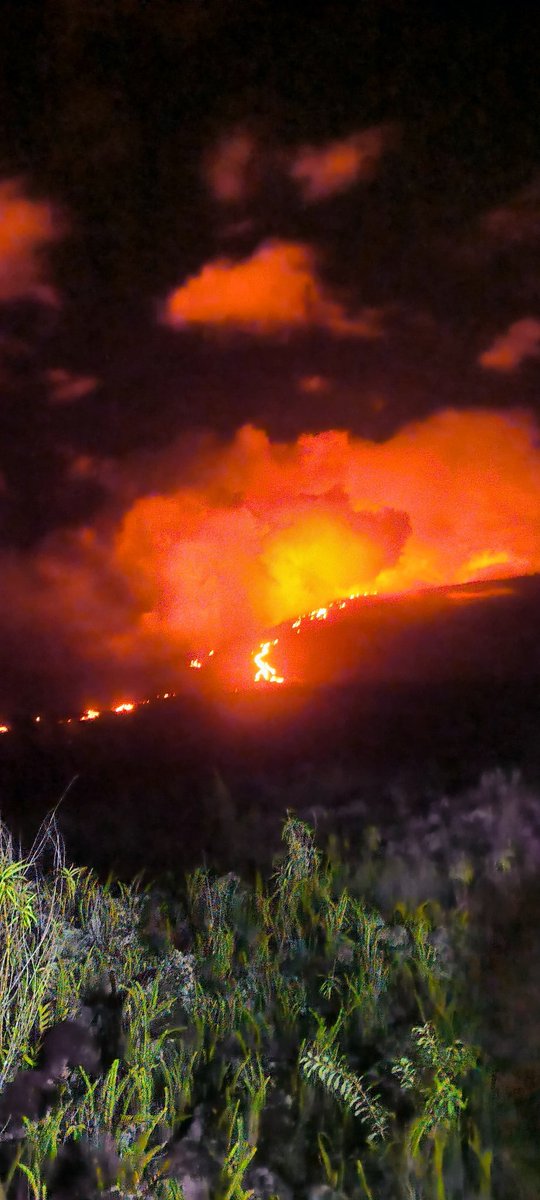 🇷🇪 🐝 tweet media