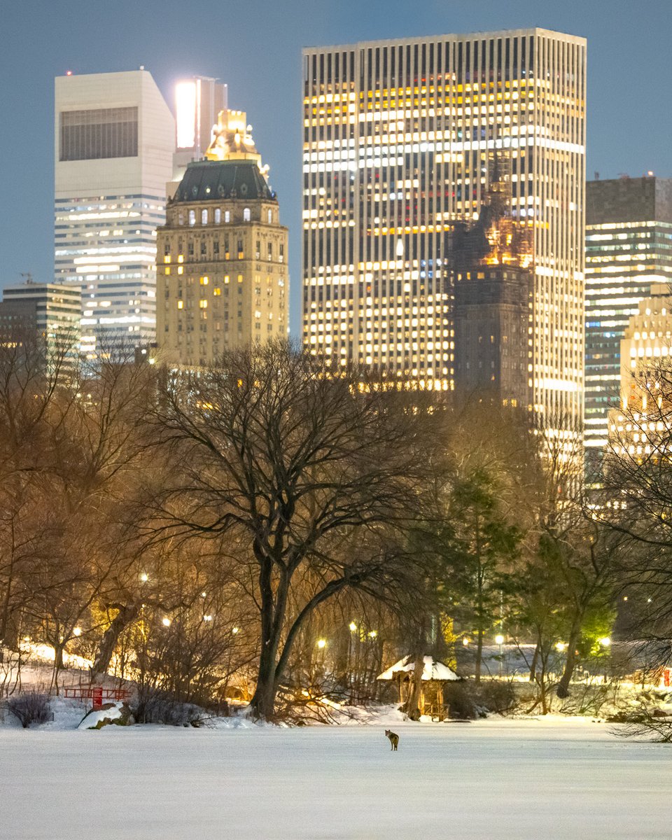 David Lei tweet media