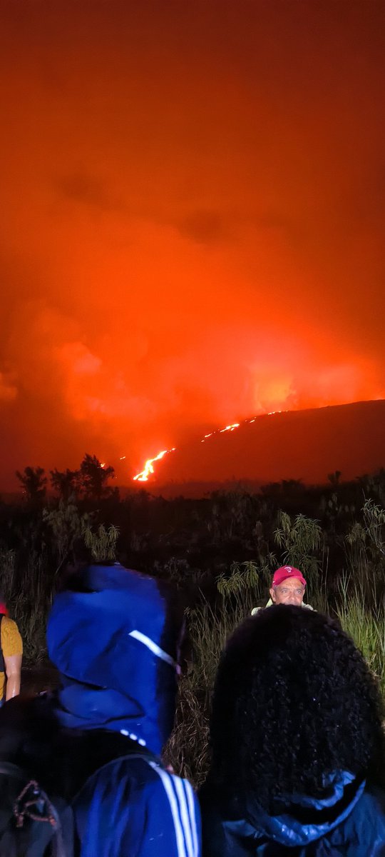 🇷🇪 🐝 tweet media