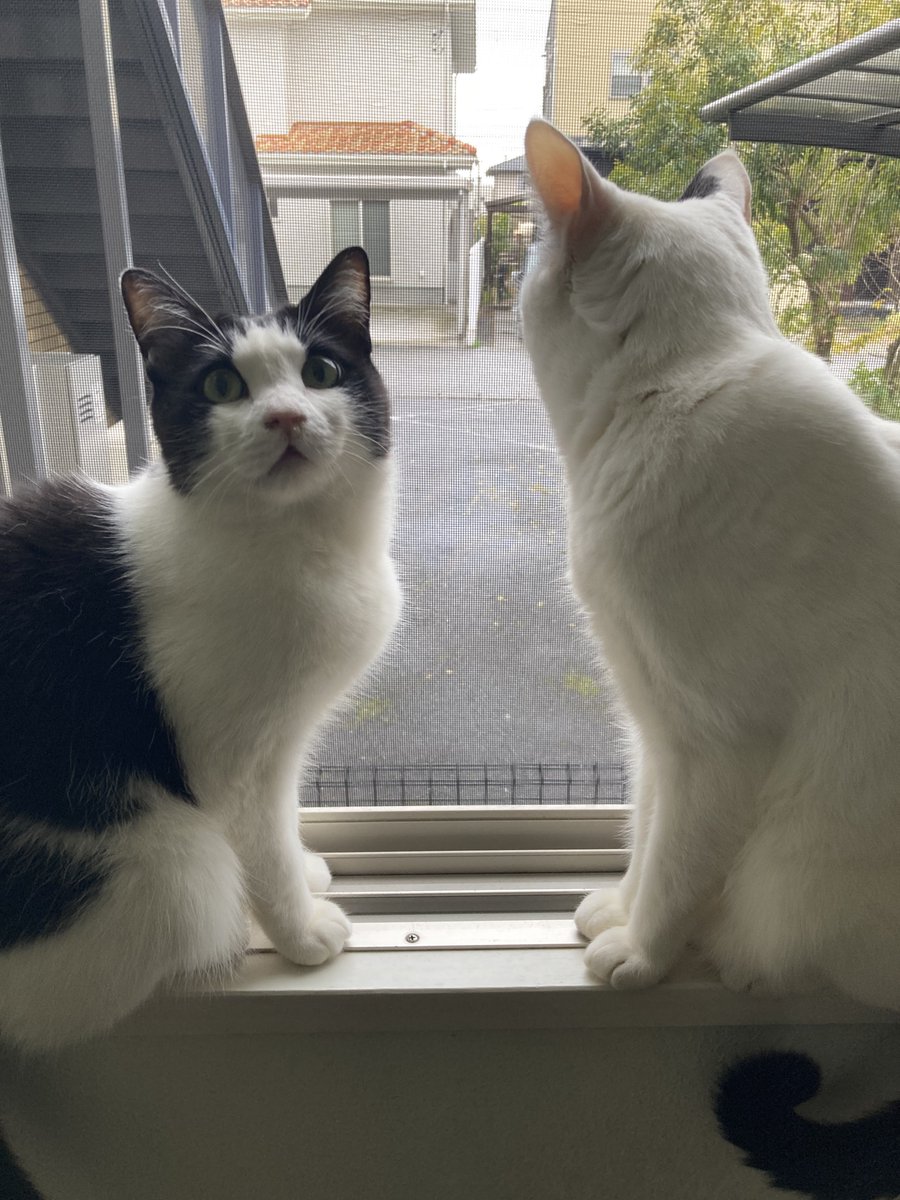 こげめ tweet media