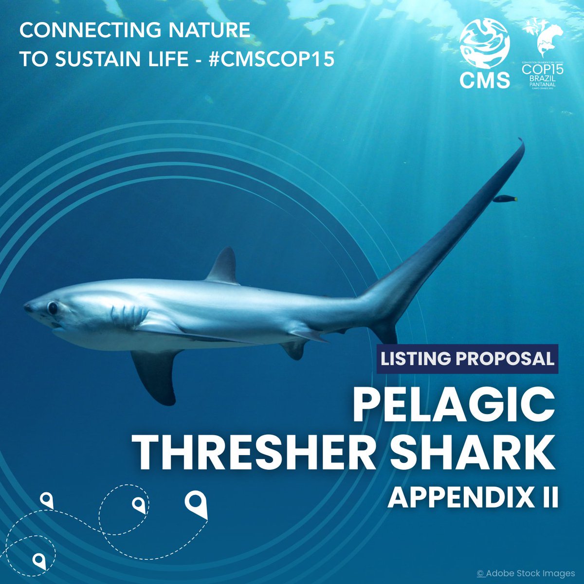 Convention on Migratory Species (CMS) tweet media