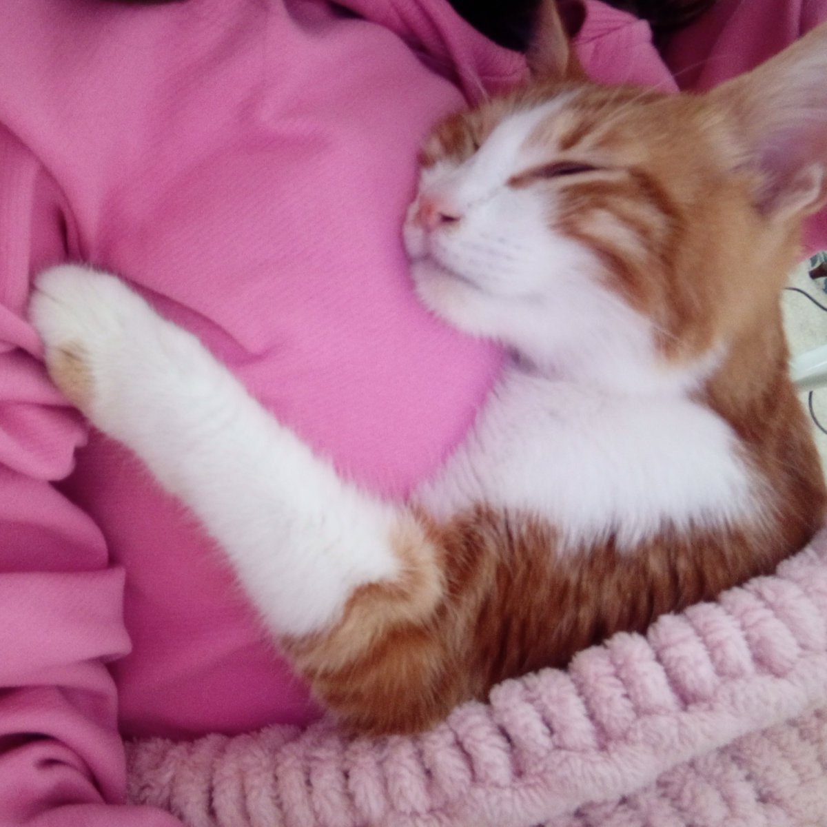 danasu naz tweet media