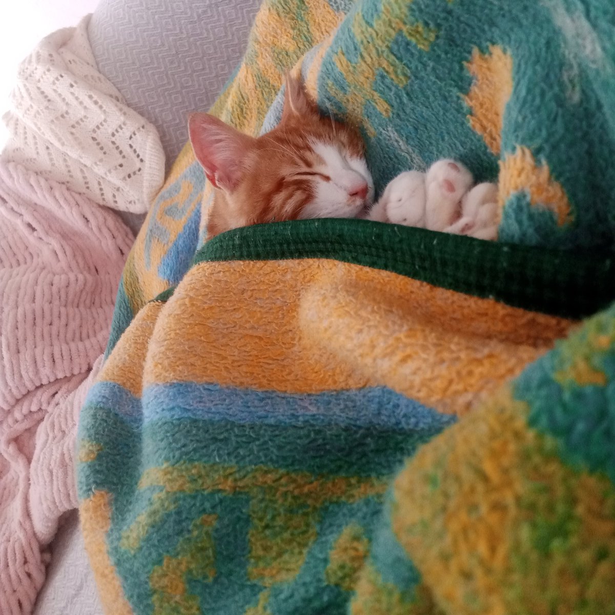 danasu naz tweet media