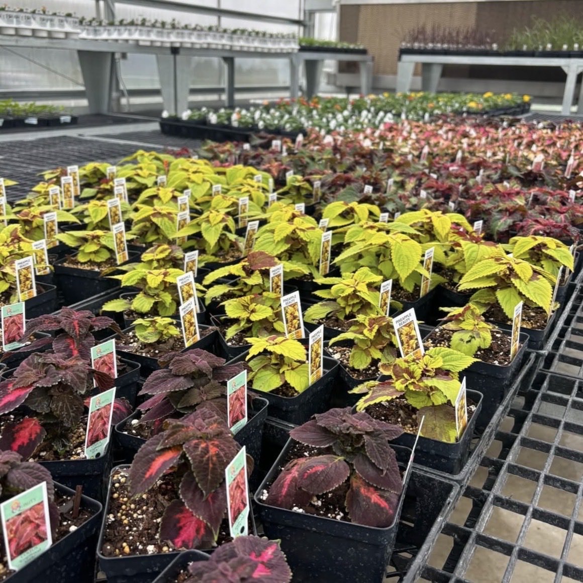 AnnaFFAChapter's tweet photo. Spring is in the air at the Anna FFA Greenhouse!
Check out our upcoming plant sale dates:
• April 1–15: Custom pot orders (bring your own!)
• April 15–30: Online ordering for flowers &amp; veggies
• May 5–6: Order pickup
Details coming to our website next week! https://t.co/yfCNtFDlsR