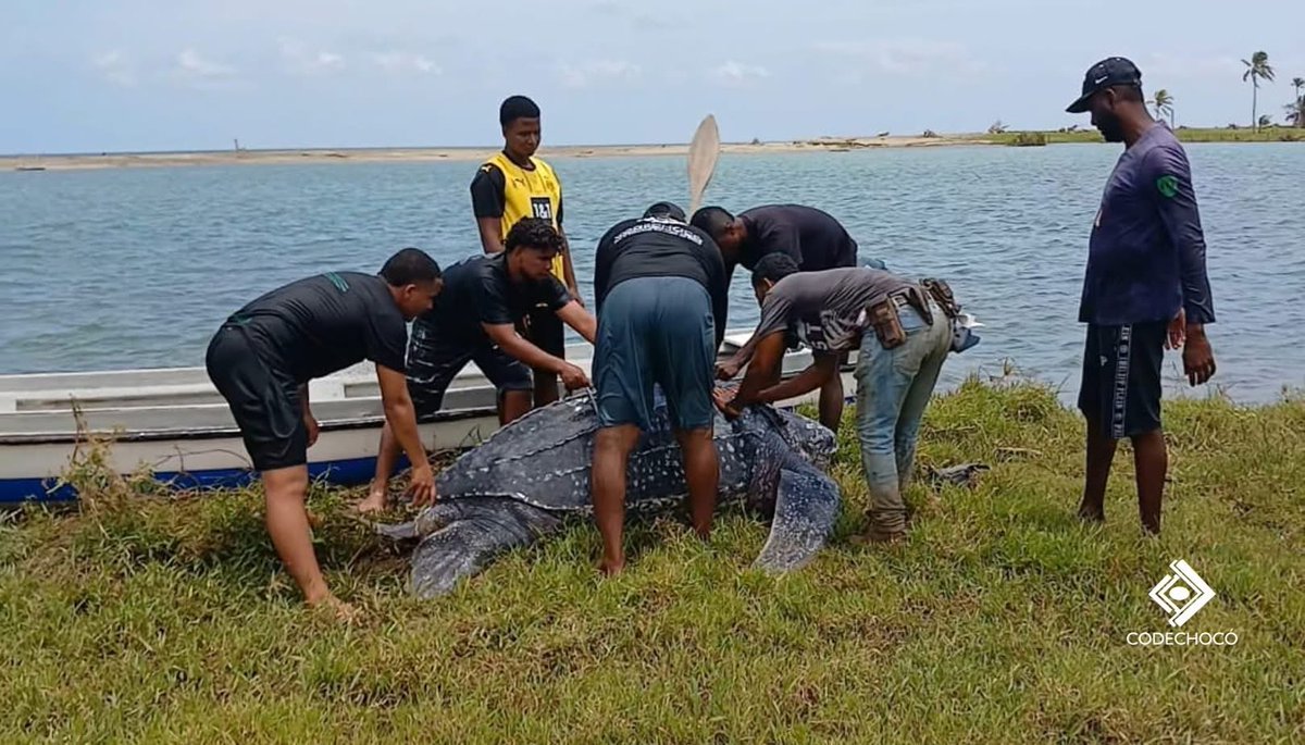 CODECHOCÓ tweet media