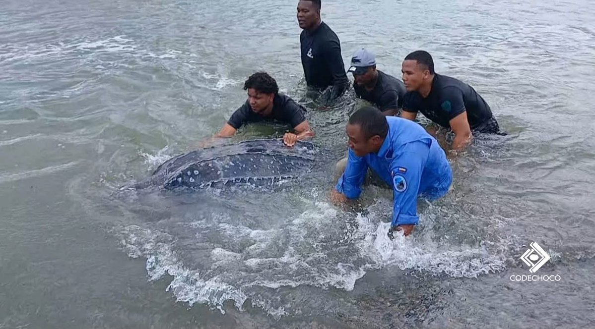 CODECHOCÓ tweet media