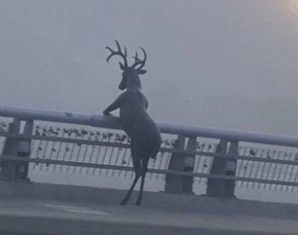 louie ponto tweet media