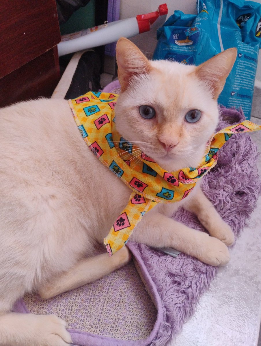arin_darte's tweet photo. é mt estilo pra um gato só https://t.co/CXYBDJZZEH