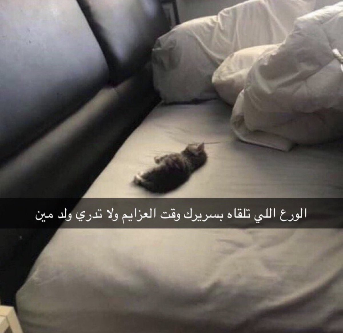 منصور tweet media