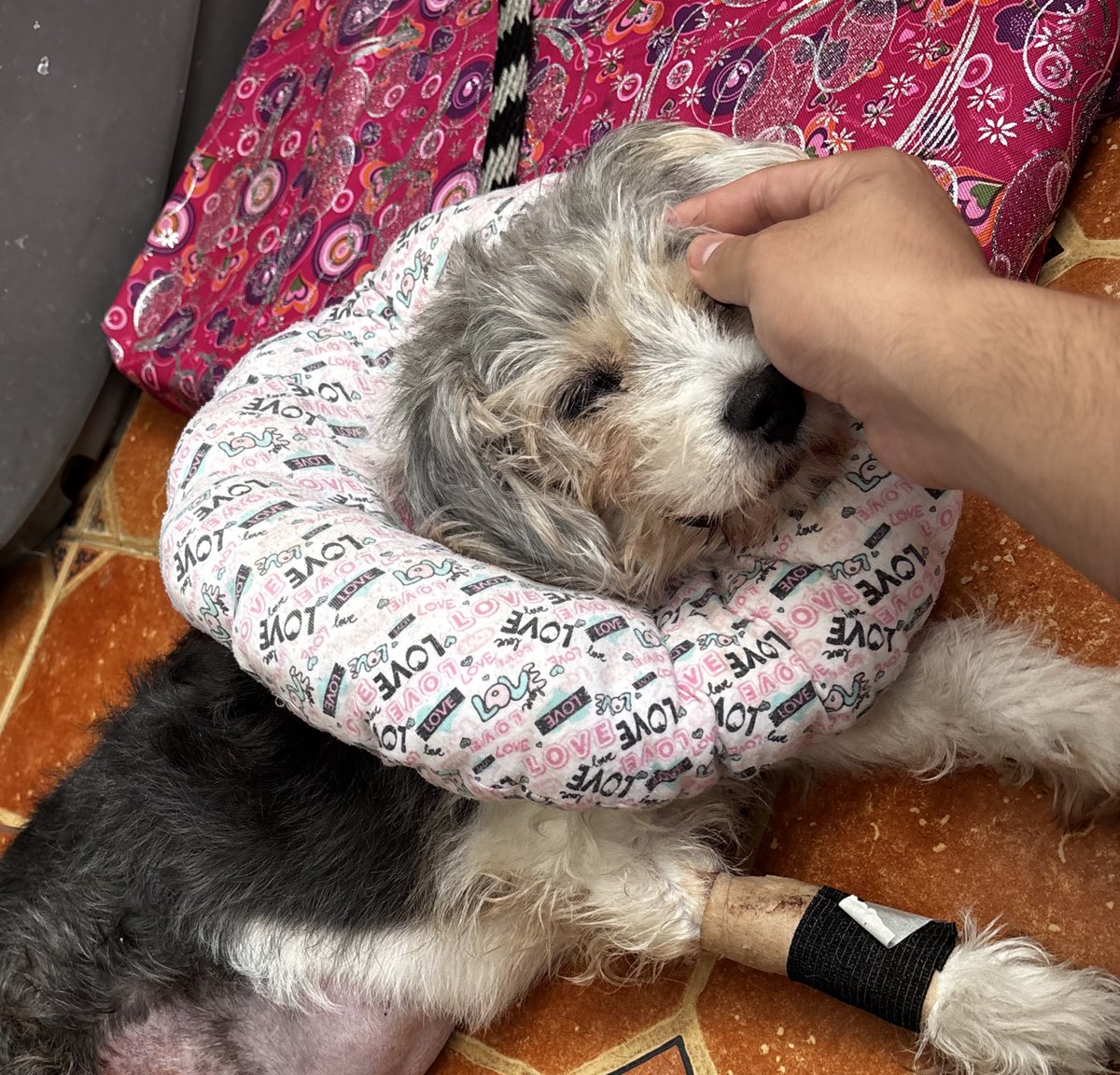 CamiloGarciaMD's tweet photo. Hoy ha sido un día tan triste. Si hubiera sabido que ibas a morir una hora después hubiera estado contigo el resto del día y no solo la mañana. Le diste un nuevo significado a la palabra incondicional, siempre me recibías con amor y felicidad, le devolverás el amor y la ternura al universo. Te voy a extrañar cada vez que esté estudiando en mi escritorio y ya no me des calor a los pies, cuando llegue y nadie le de esa euforia de verme como a ti, que me roces con tu patita cuando me sientas aburrido o triste.