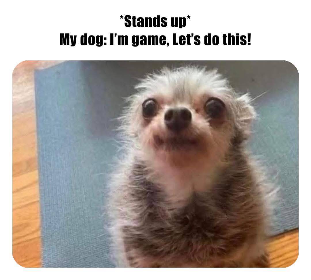 Heckin Good Dogs tweet media