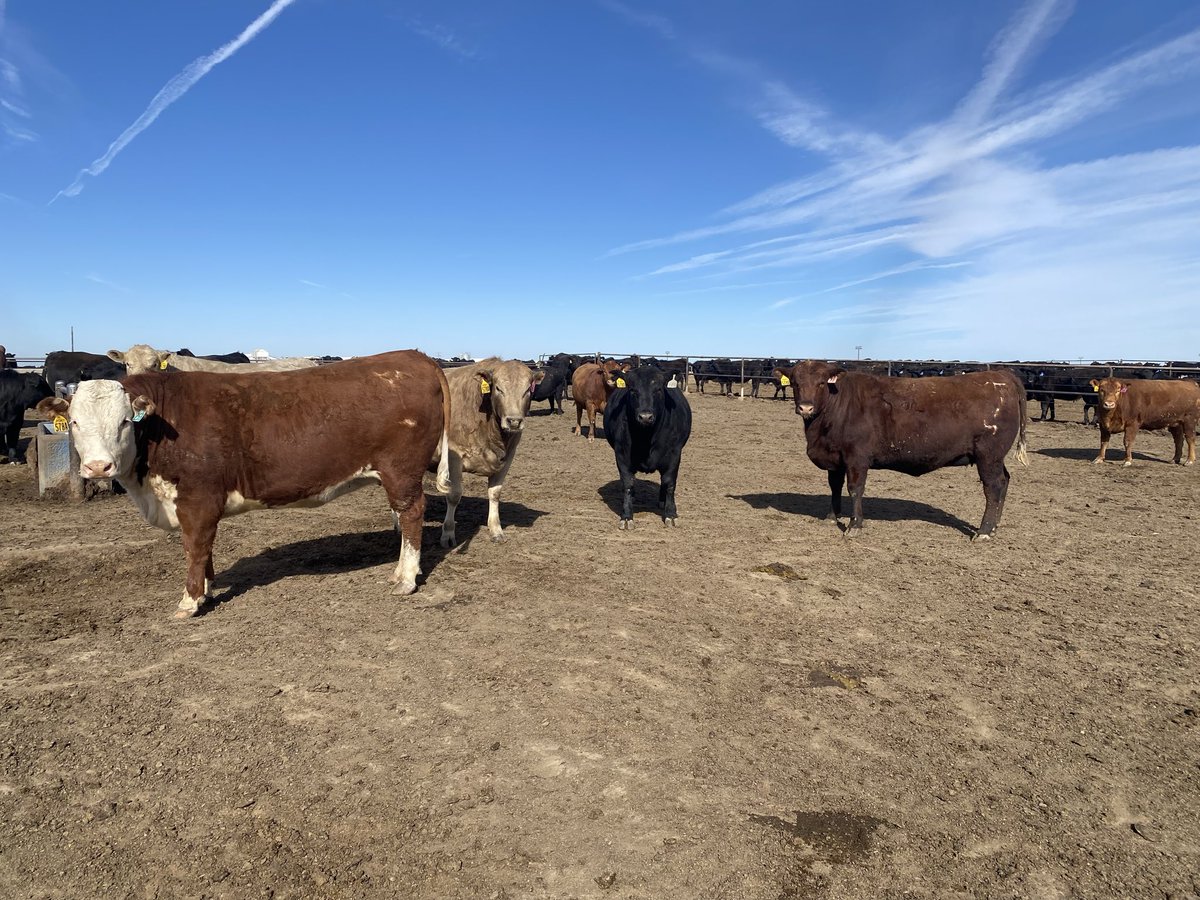 Black Swan Cattle Co. tweet media