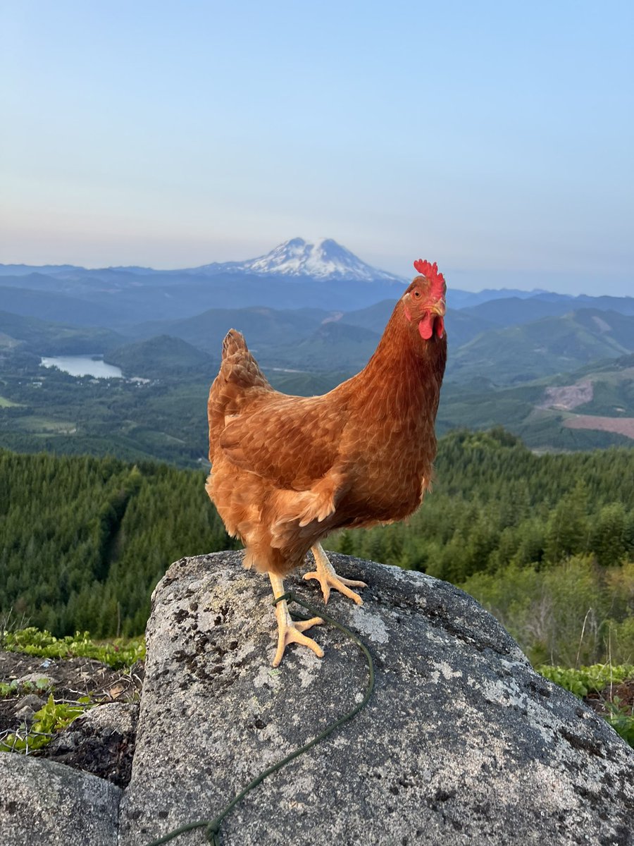 If you want daily Nature uploads.

You really need to be following <a href="/PNWG_NATURE/">PNWG_Nature</a> 

(Chicken for size reference)