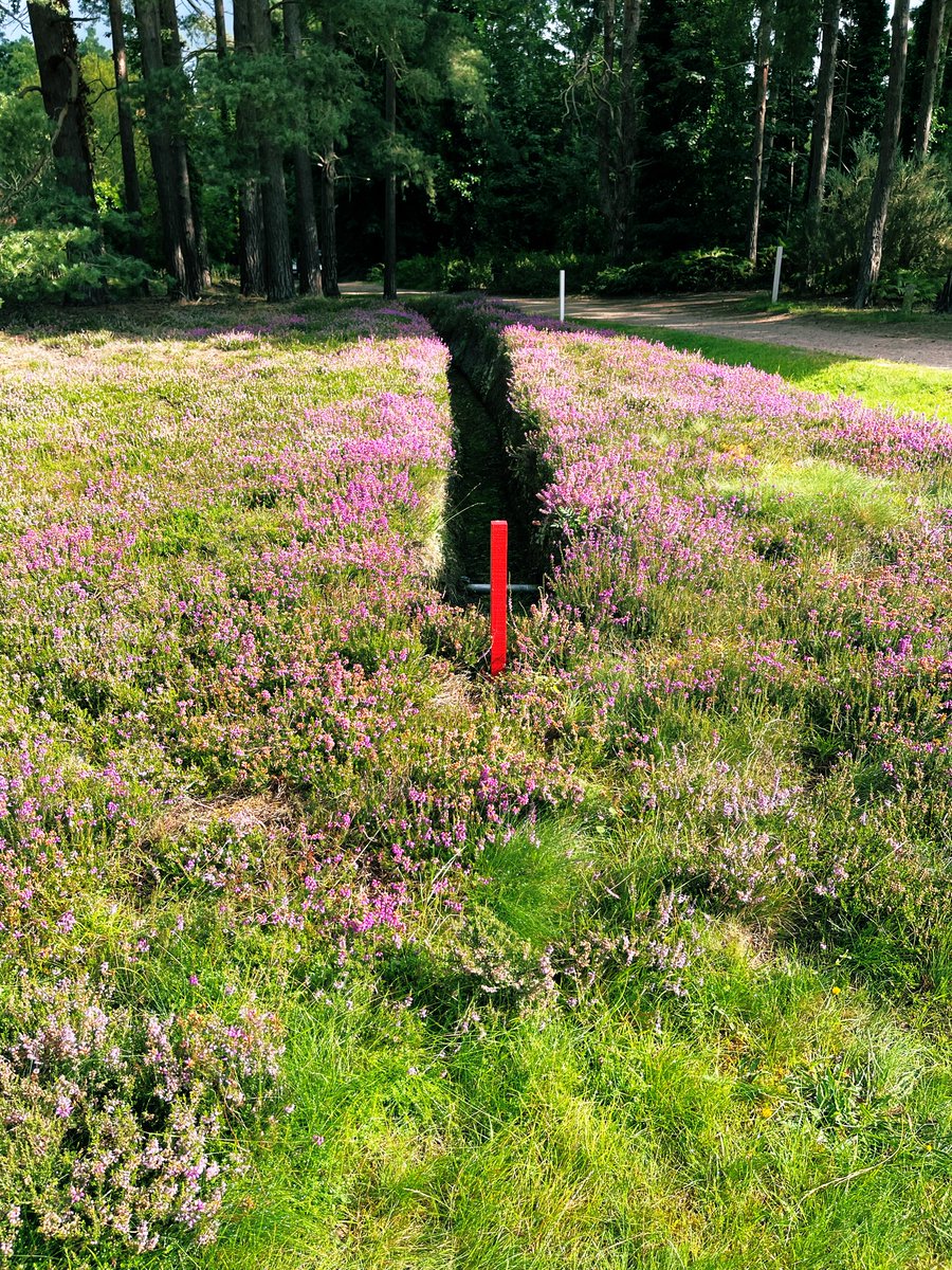 Great Lakes Golfer tweet media