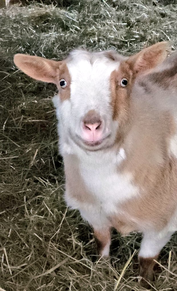🐐Winston🌈Thatcher🌈Domino, Walnut, Jasper🐐 tweet media