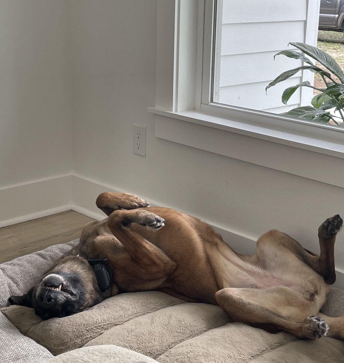 Meredith 💙🐾 tweet media