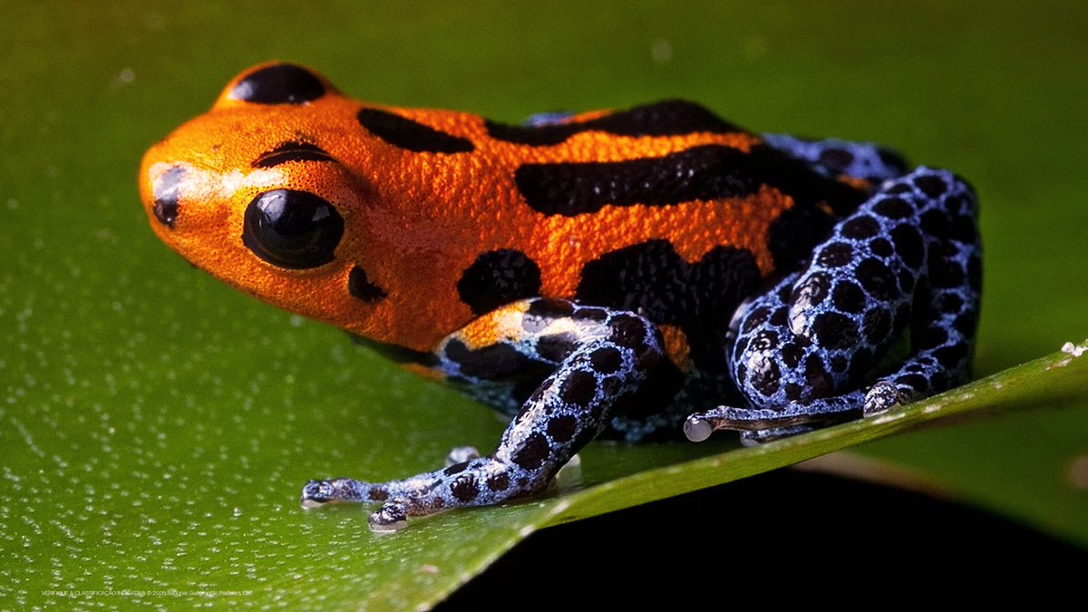 Disney+ Brasil tweet media