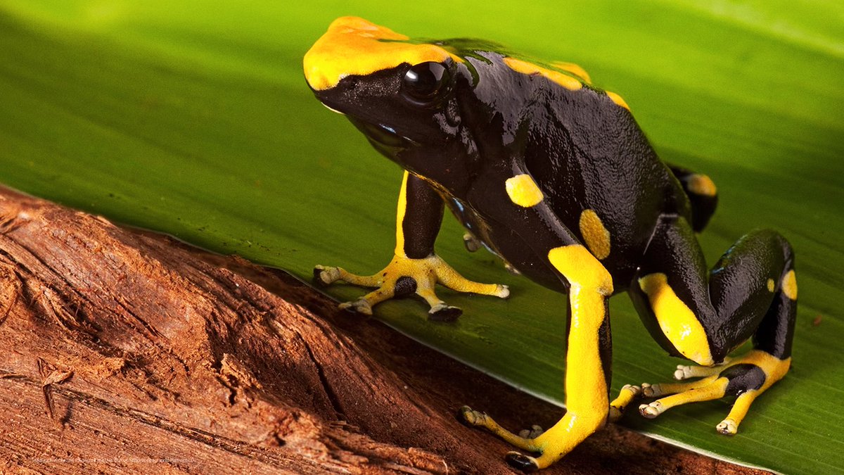 Disney+ Brasil tweet media