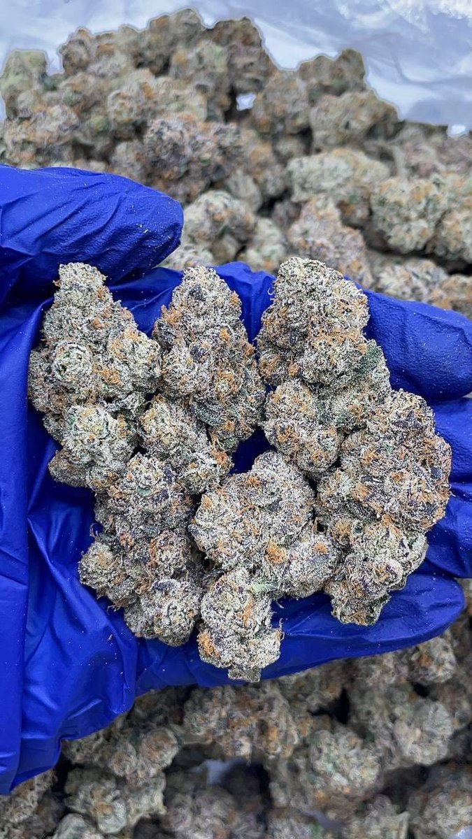 SONIC BUDS tweet media