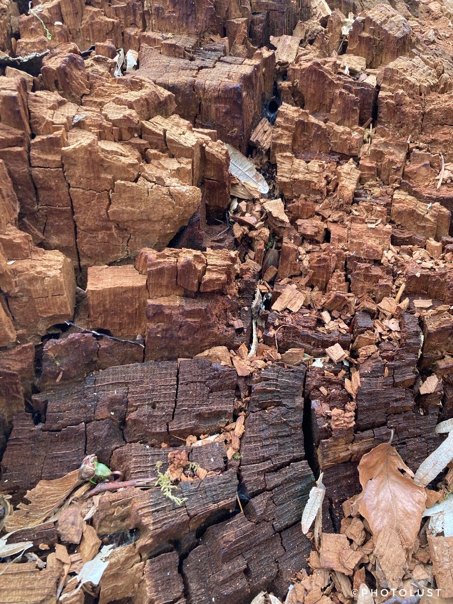 photo_lust's tweet image. #Wood #Texture 

Rotting wood