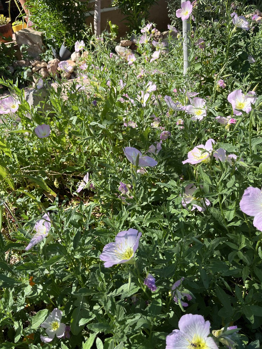 Sir Barken Hyena tweet media