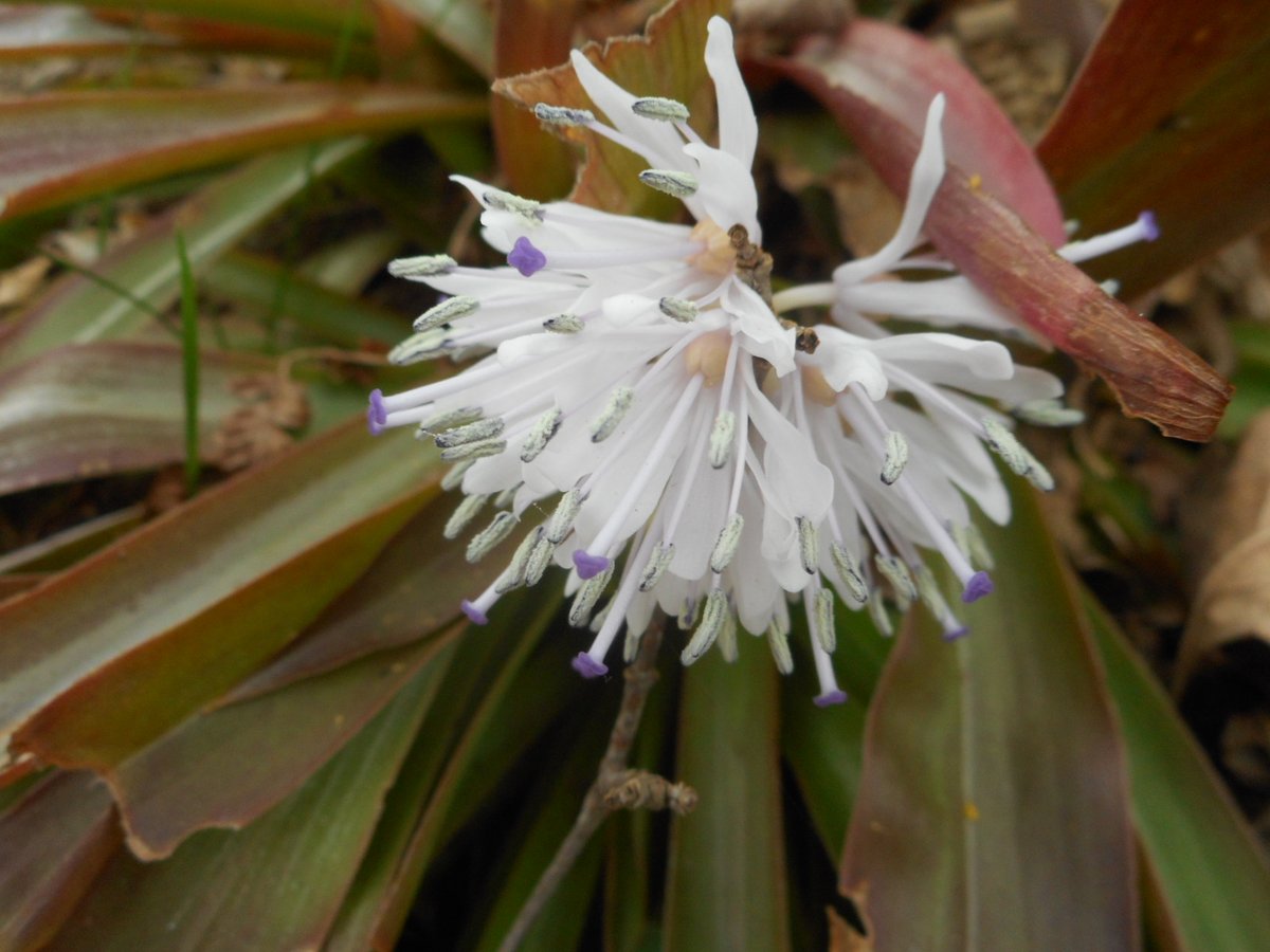 AnemoVerde's tweet image. 2026.3.21(土)☀2℃ 🌅5:46 🌇17:56
春分過ぎたら突然冬に戻った🙄
おはようございます🎶
#朝
#おはよう
#Morgen