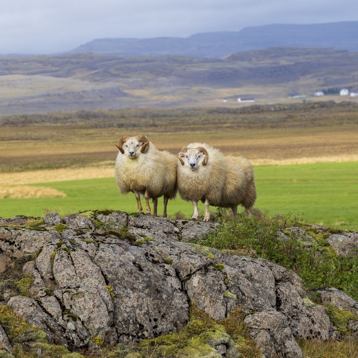 jamesonabart's tweet photo. Guardians of the Icelandic horizon. 

#Iceland #TravelPhotography https://t.co/ErrBmd7TNP