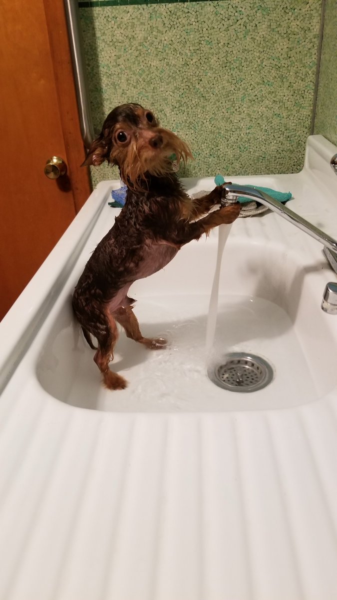 Jacob_A_Russell's tweet photo. @Lukewearechange Here is Dexter, a 4 pound mix of Chihuahua, Yorkie and Doxin. https://t.co/uaCHdkGxh2