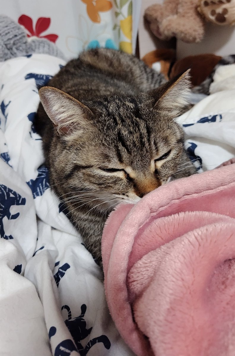 ゴロー🐾 tweet media