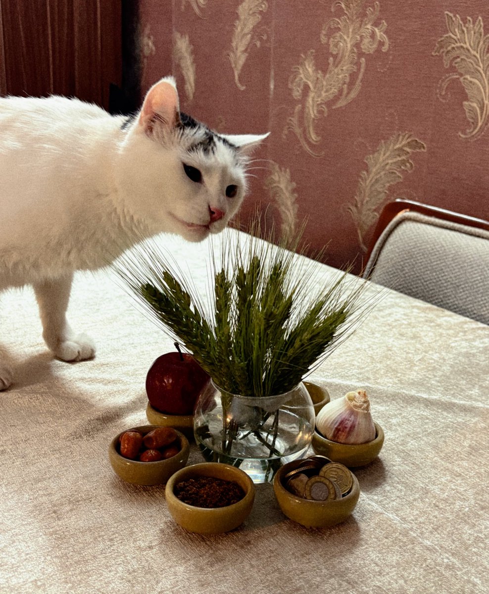 The High Priestess tweet media