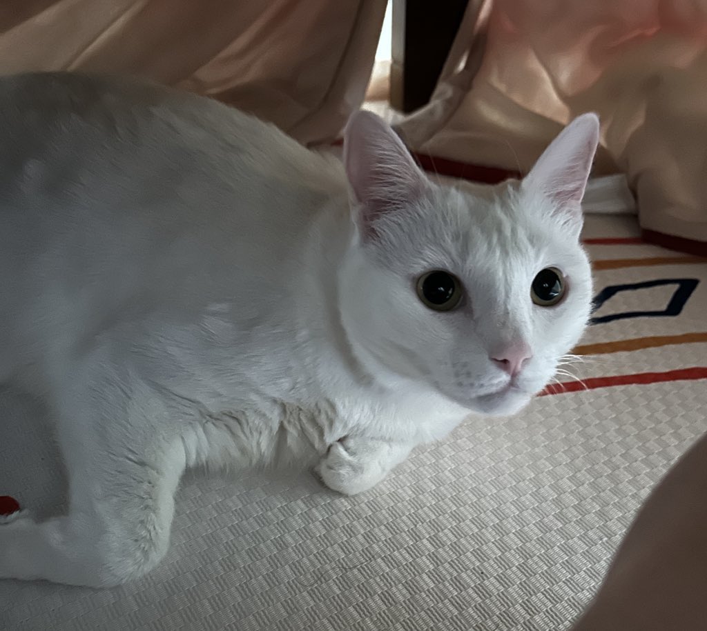 black file tweet media