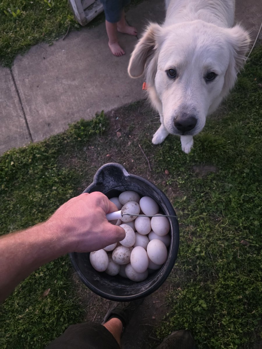 Collin Houchen tweet media