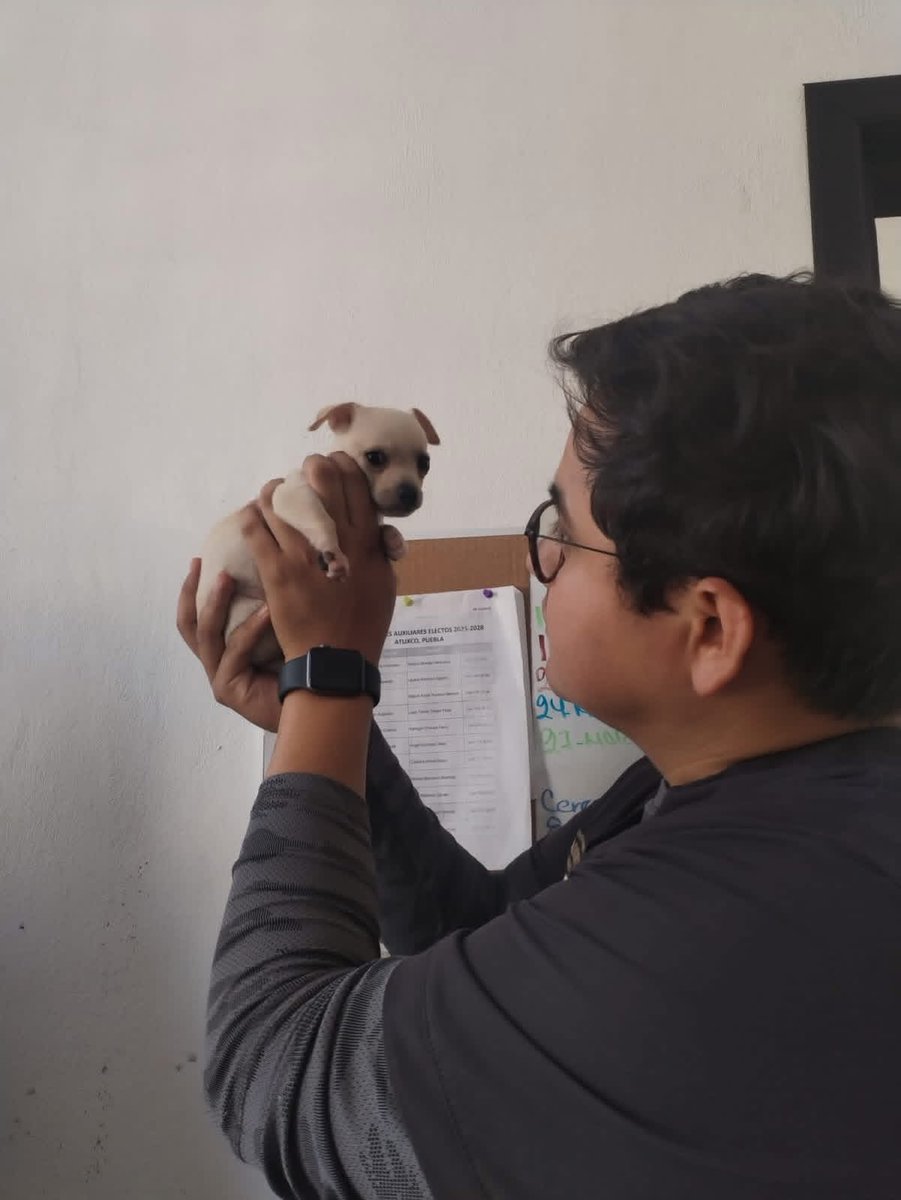 Ni Perra Idea - Periodismo Daltónico tweet media