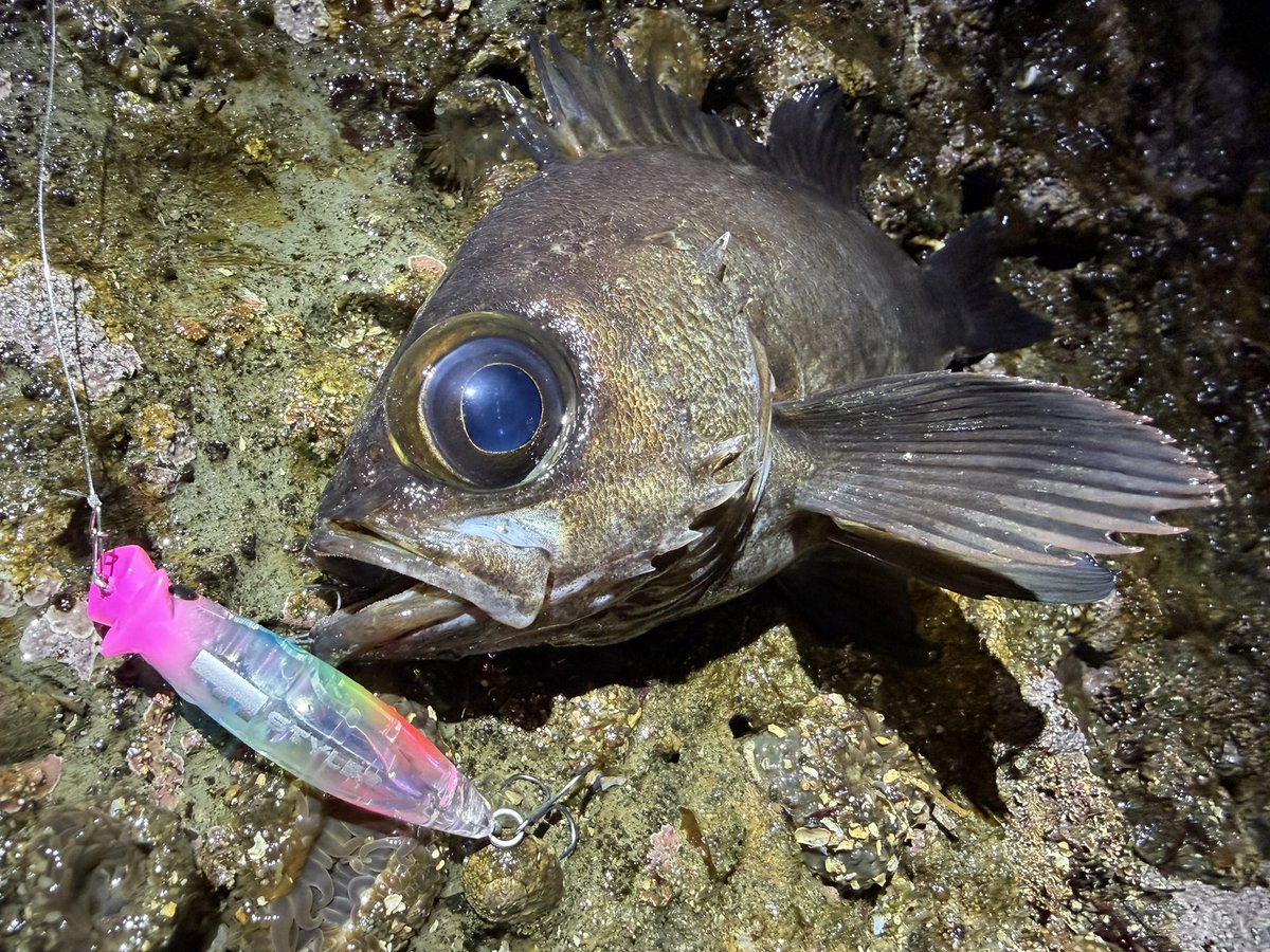 ogatyunity tweet media