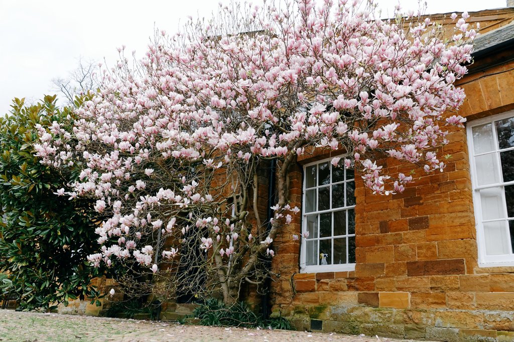 AdeysAlthorp's tweet image. A beautiful property stands within the Stables courtyard at Althorp. The evergreen Magnolia grandiflora can just been seen to the left of the flowering saucer magnolia × Soulangeana.
It really does live up to its name, Magnolia cottage.
Conservation@althorp.com 
#magnolia
