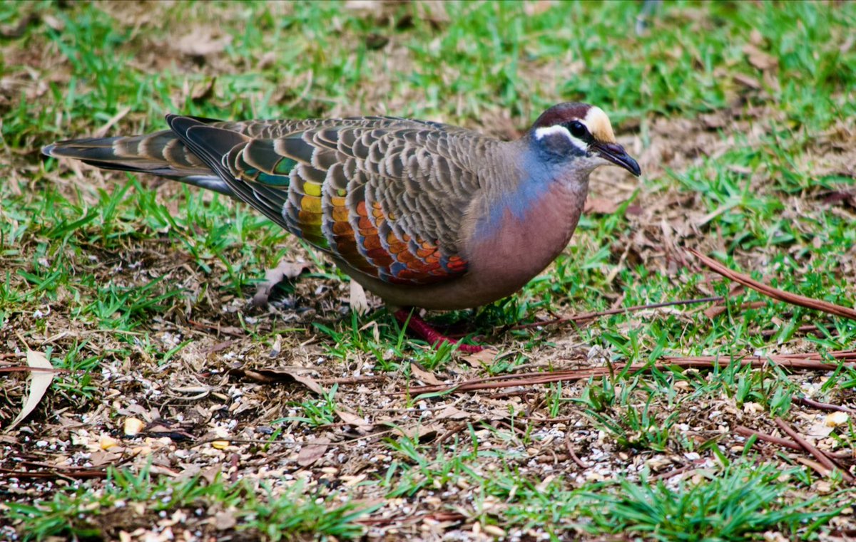 Fred O'Donnell tweet media