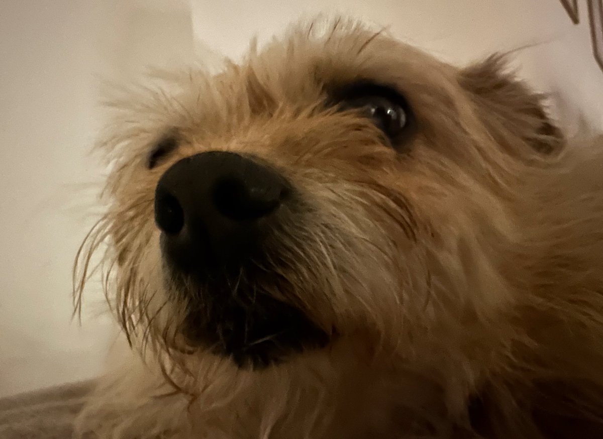 michelly tweet media