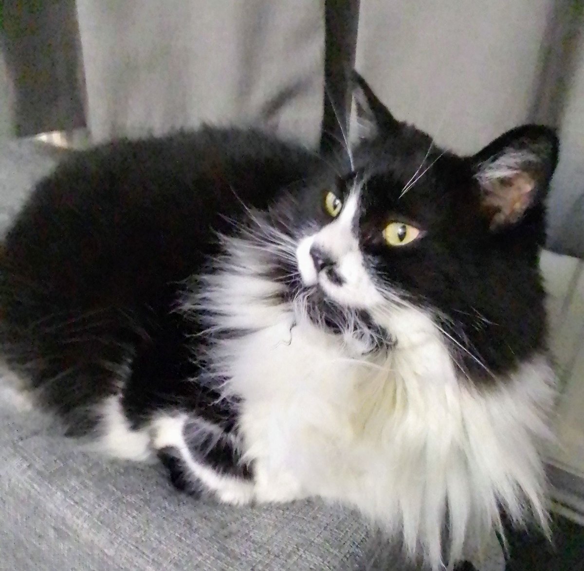 Kittycat Clarkson tweet media