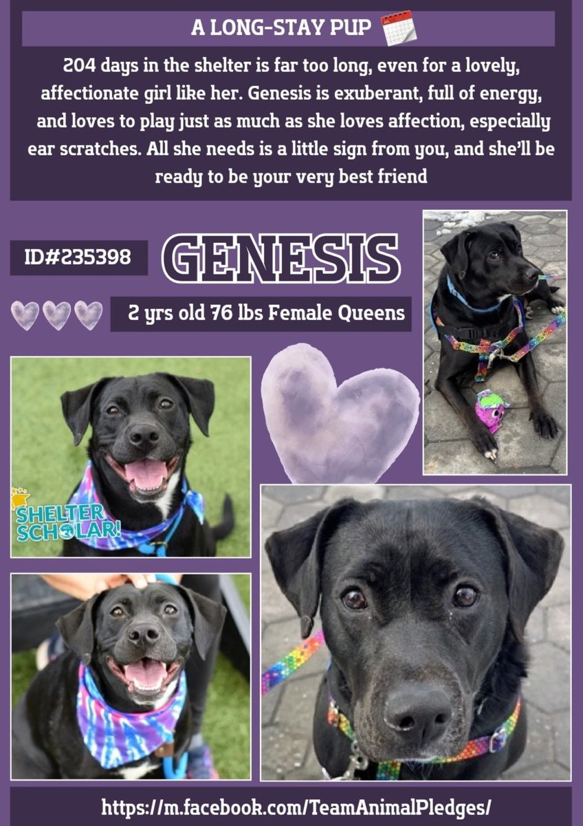 anja_brckner3's tweet image. #SpringBegins 🪻
and today's #DogoftheDay  is sweet #Genesis - a real #HiddenGem of #NYCACC #QueensACC 💜

Start this new #season with this #active girl -
#Foster or #adopt and she'll soon be your #bff 💜

nycacc.app/#/browse/235398